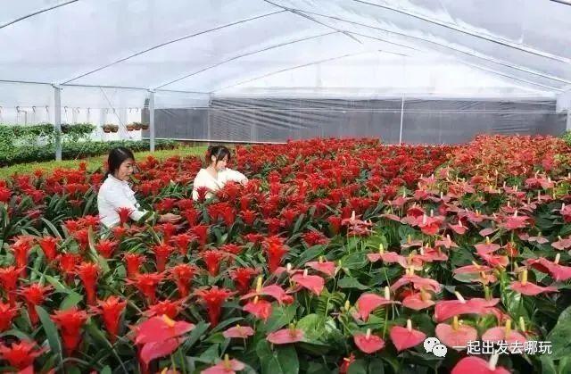 作为阜阳人,你知道阜阳有多少家A级景区吗?